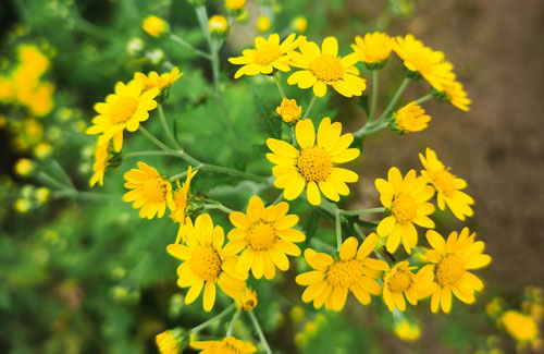 野菊?>
	<p id=